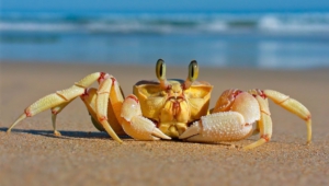 Pictures Of Crab