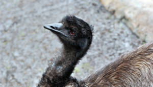 Pictures Of Emu