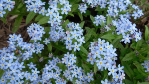 Pictures Of Forget Me Not Flower