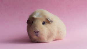 Pictures Of Guinea Pig