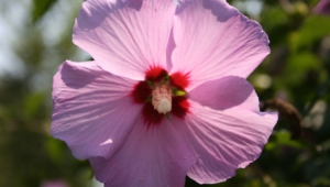 Pictures Of Hibiscus