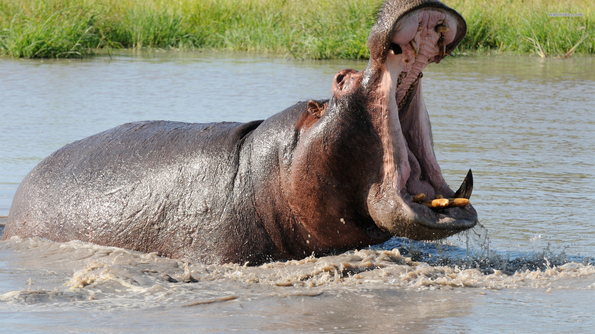 Pictures Of Hippopotamus