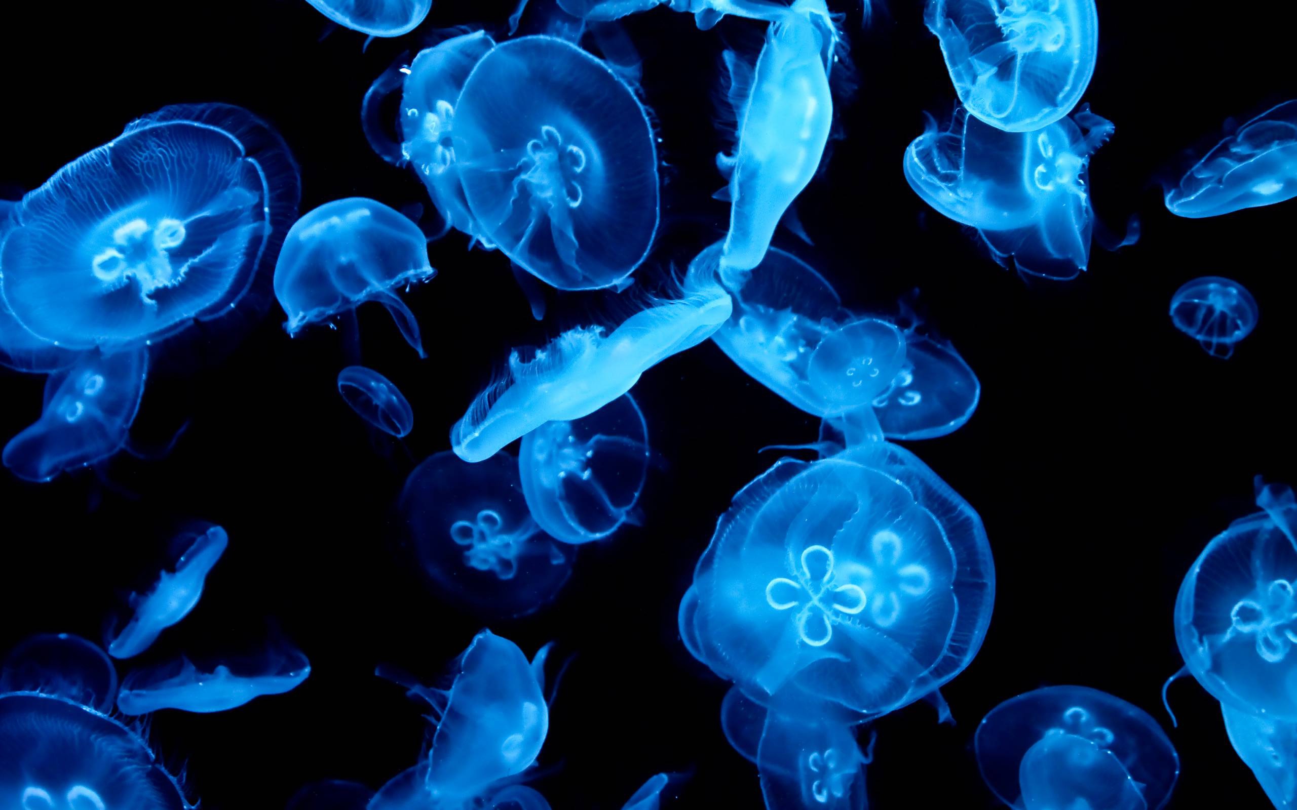Pictures Of Jellyfish