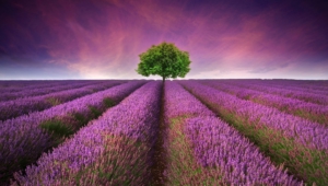 Pictures Of Lavender