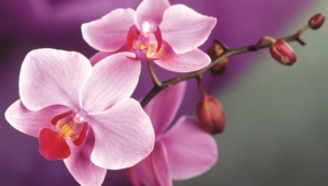 Pictures Of Orchid