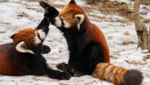 Pictures Of Red Panda