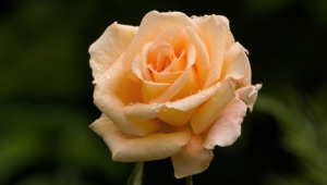 Pictures Of Rose
