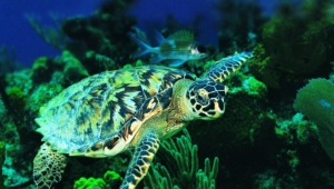 Pictures Of Sea Turtle