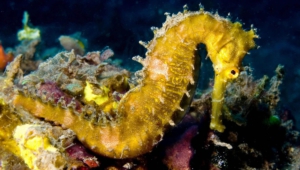 Pictures Of Seahorse