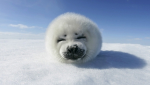 Pictures Of Seal