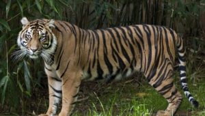 Pictures Of Sumatran Tiger