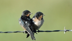 Pictures Of Swallow