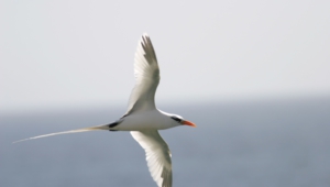 Pictures Of Tropicbird