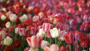 Pictures Of Tulips