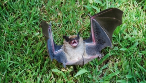 Pictures Of Vampire Bat