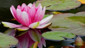 Pictures Of Water Lily