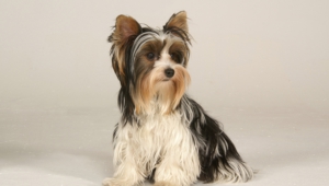 Pictures Of Yorkshire Terrier