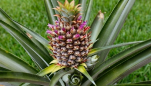 Pineapple Images