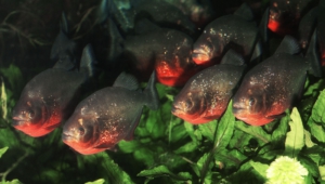 Piranha Background