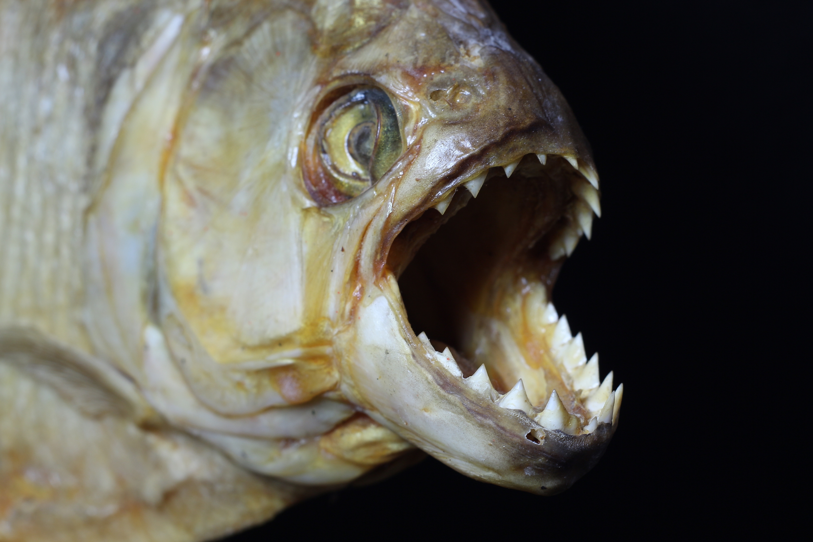 a piranha