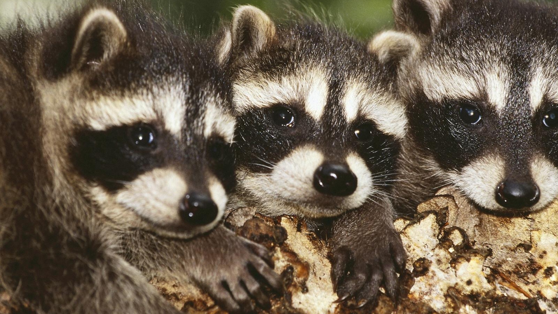 Raccoon Wallpapers Images Photos Pictures Backgrounds