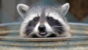 Raccoon Hd Desktop