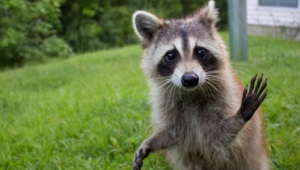 Raccoon Images