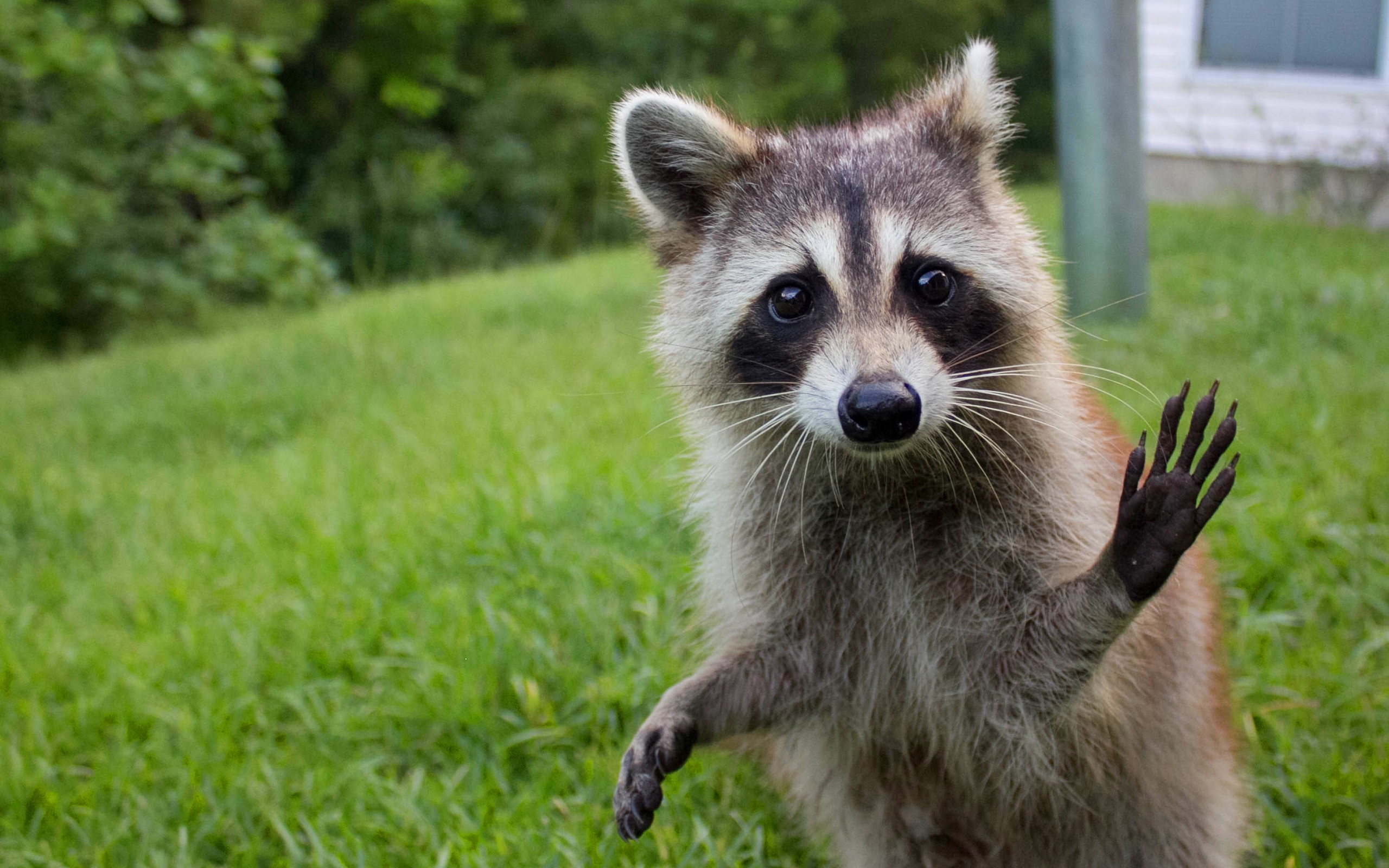 Funny Raccoon Expressions