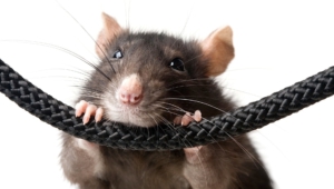 Rat High Definition Wallpapers