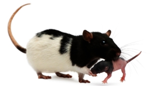 Rat High Quality Wallpapers