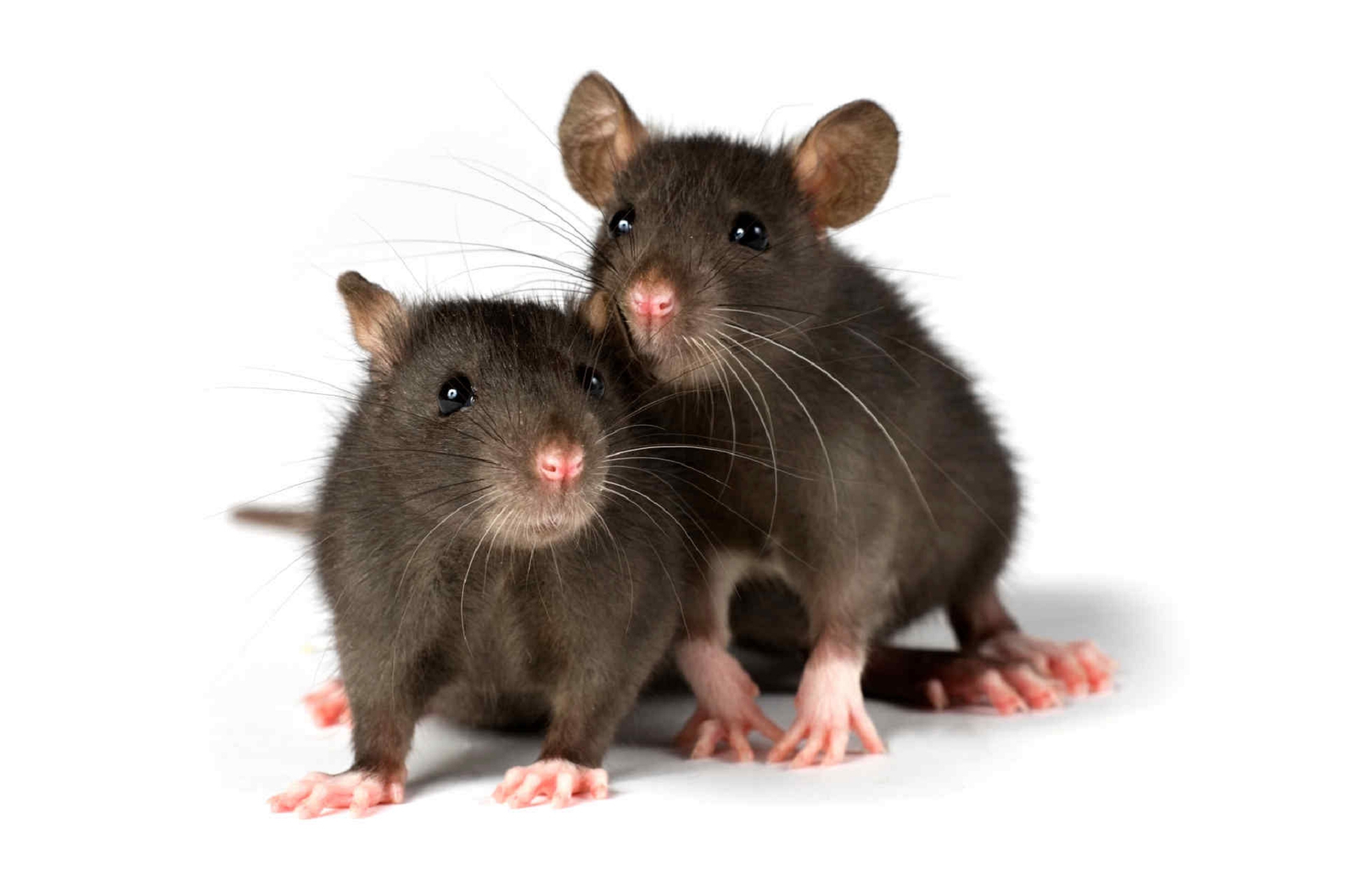 Rat Wallpapers Images Photos Pictures Backgrounds