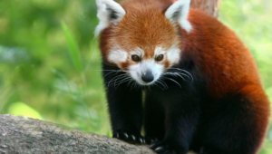Red Panda High Definition Wallpapers