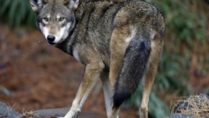 Red Wolf Hd