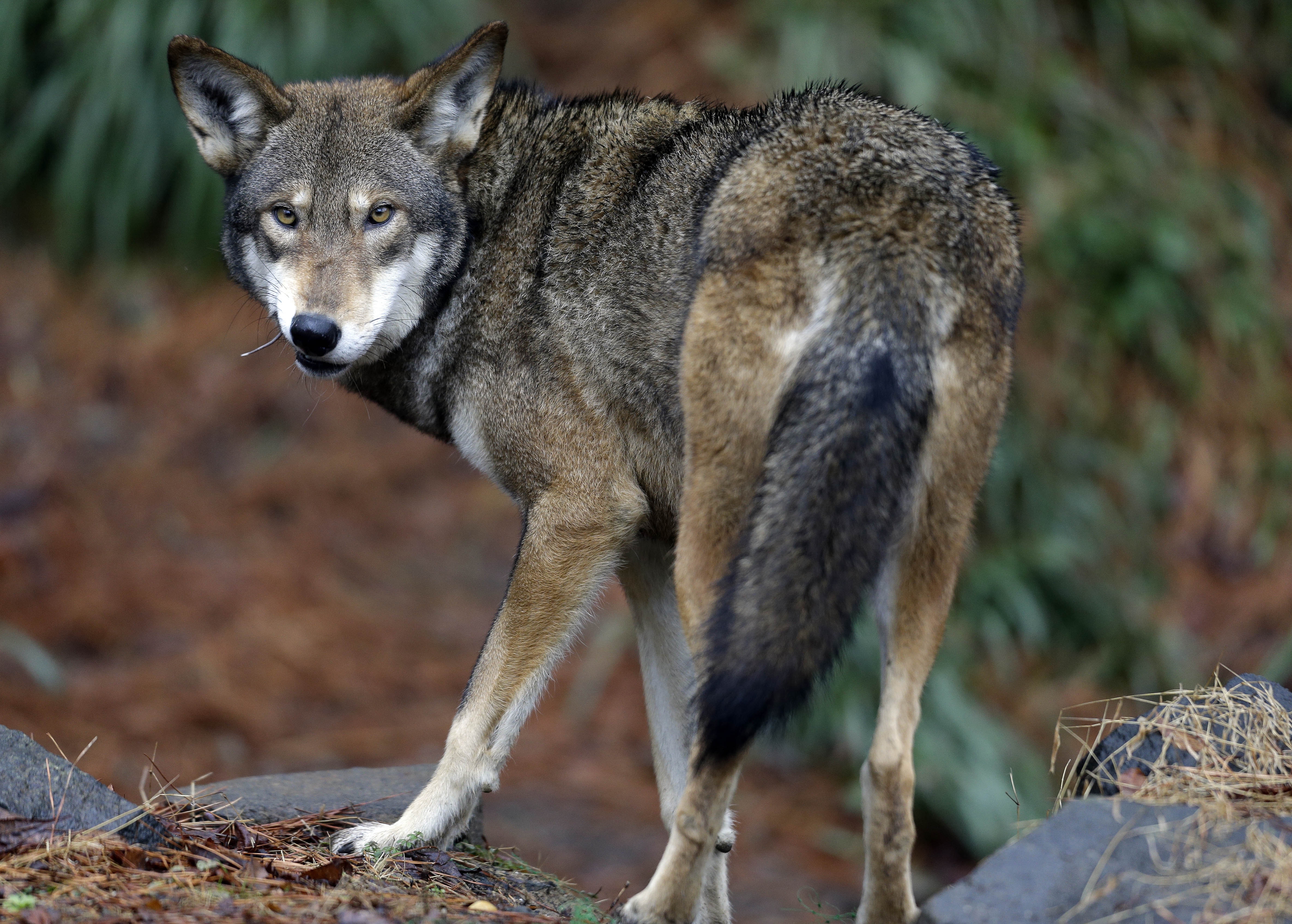 Red Wolf - Fossil Rim Wildlife Center