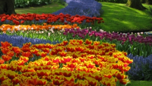 River Of Flowers Keukenhof Full Hd