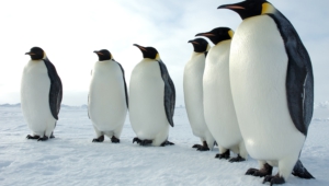 Royal Penguin Desktop