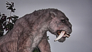 Sabre Toothed Tiger Images