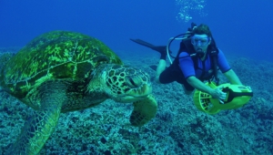 Sea Turtle Hd