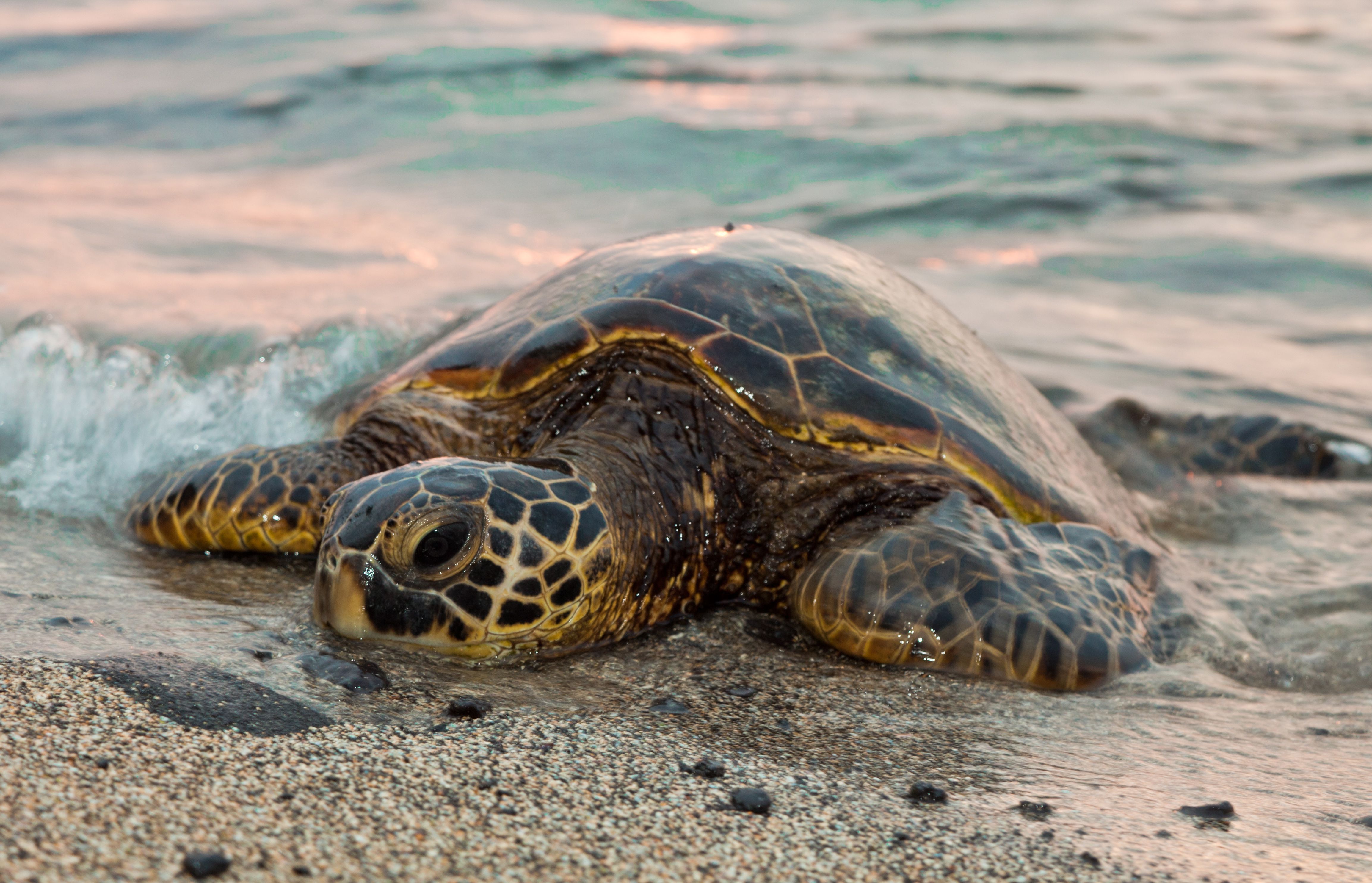 interesting-sea-turtle-facts