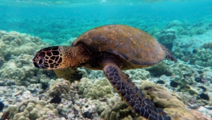 Sea Turtle High Quality Wallpapers