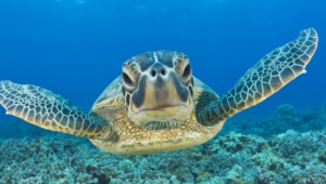 Sea Turtle For Desktop