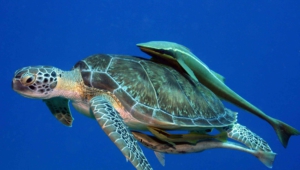 Sea Turtle Full Hd