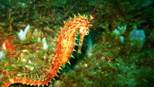 Seahorse Hd Background