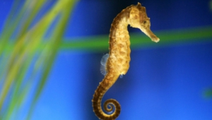 Seahorse High Quality Wallpapers