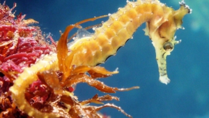 Seahorse Pictures
