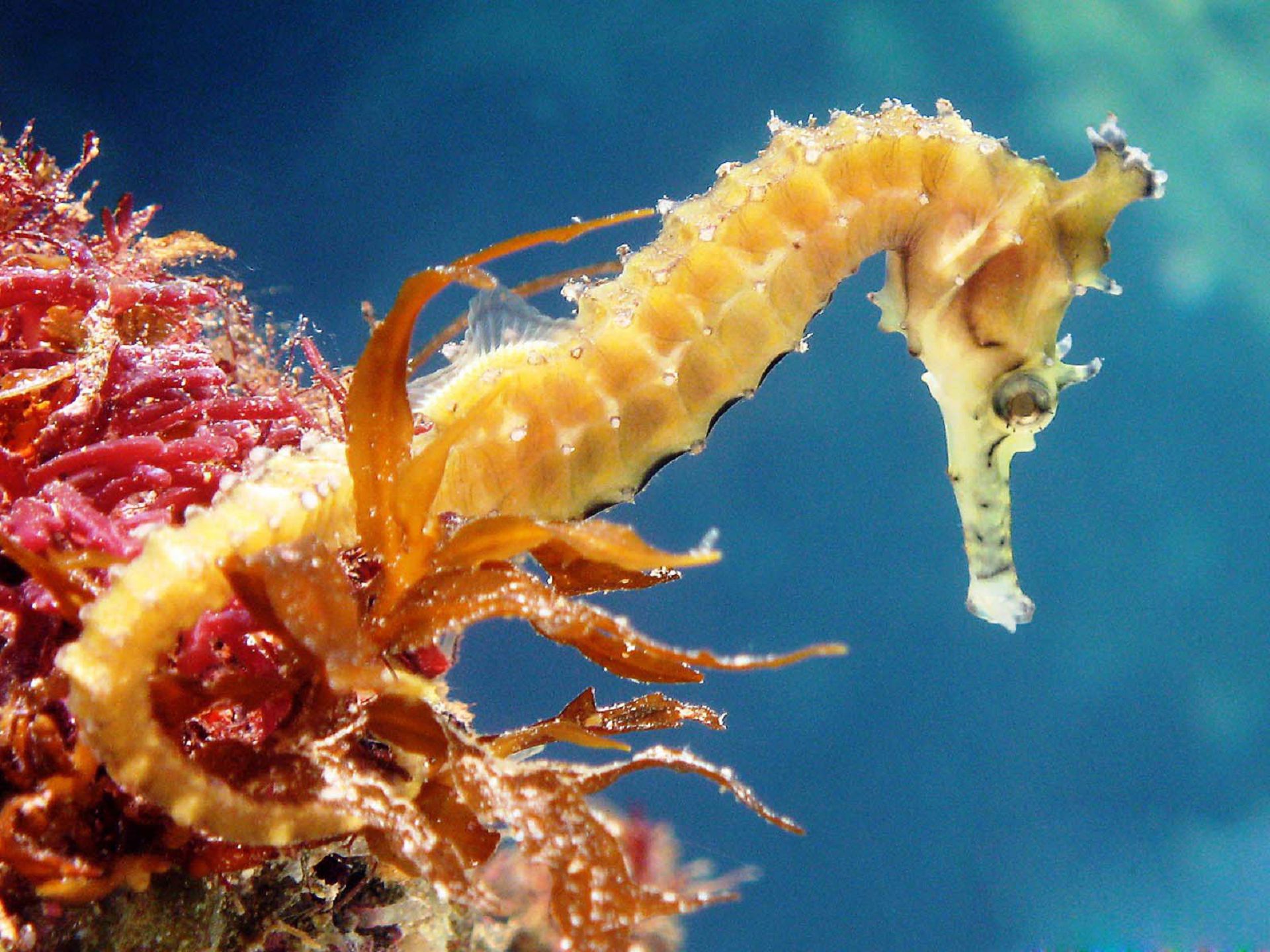 19 Seahorse Facts for Kids That Will Amaze You – Facts For Kids