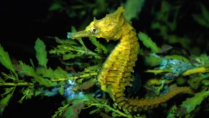 Seahorse Wallpapers Hd