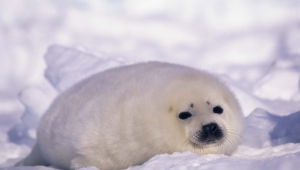 Seal Images