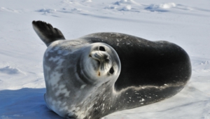 Seal Pictures