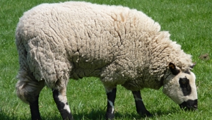 Sheep Background